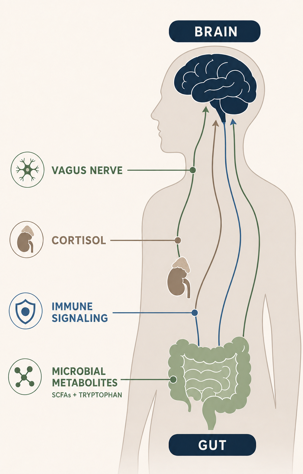 Diagram of the gut-brain connection: signals travel between the gut and brain along the vagus nerve, and through cortisol, immune signaling, and microbial metabolites like SCFAs and tryptophan.